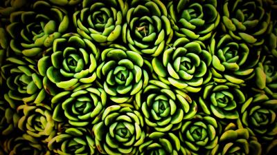 Plants succulent green 4k wallpaper