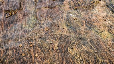 Snails shells stone 4k wallpaper