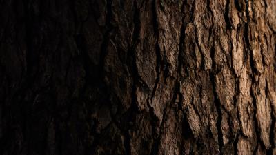 Tree bark dark 4k wallpaper