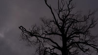 Tree branches silhouette 4k wallpaper