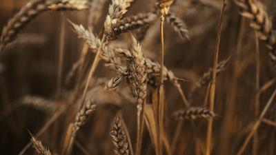 Wheat ears field image 4k wallpaper