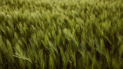 Wheat ears field 4k wallpaper