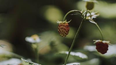 Wild strawberries berry leaves 4k wallpaper