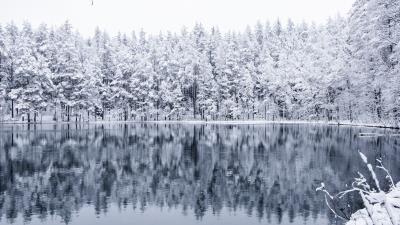 Winter forest lake 4k wallpaper