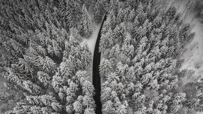Winter trees aerial view 4k wallpaper