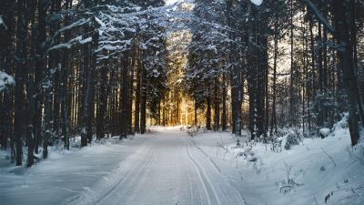 Winter trees forest road 4k wallpaper