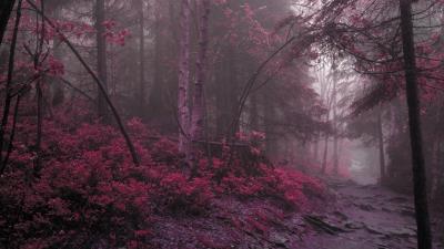 Wood fog lilac grass trees mysterious 4k wallpaper