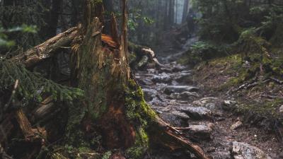 Wood moss broken 4k wallpaper