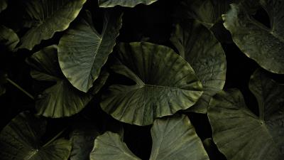 Xanthosoma plant leaves 4k wallpaper