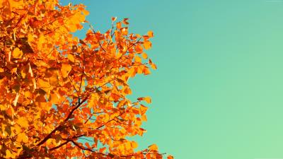 Yellow leaves 4k wallpaper