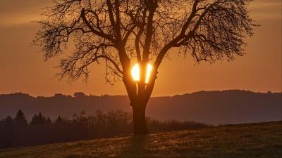 Tree sun sunset image 4k wallpaper