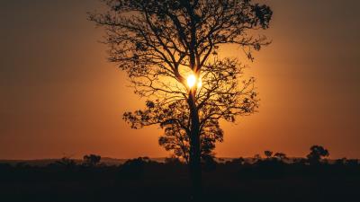 Tree sun sunset 4k wallpaper