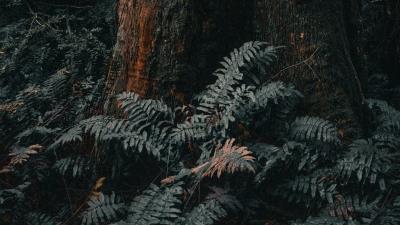 Tree trunk fern 4k wallpaper