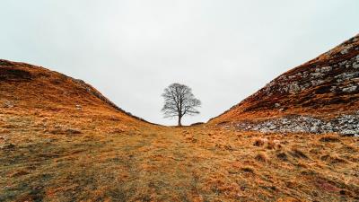 Tree valley hills 4k wallpaper