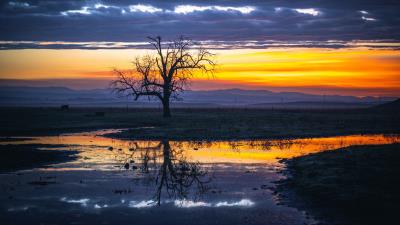 Tree water reflection 4k wallpaper