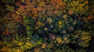 Trees view from above autumn image 4k wallpaper