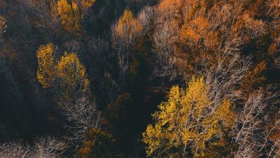 Trees view from above autumn 4k wallpaper