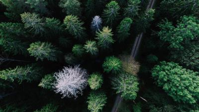 Trees view from above road 4k wallpaper