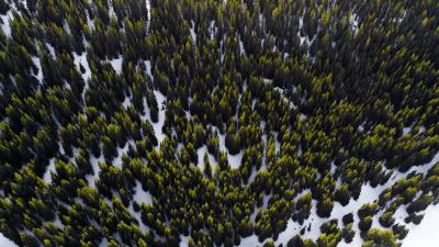 Trees view from above snow 4k wallpaper