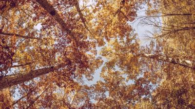 Trees view from below autumn 4k wallpaper