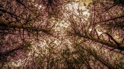 Trees view from below branches sky 4k wallpaper