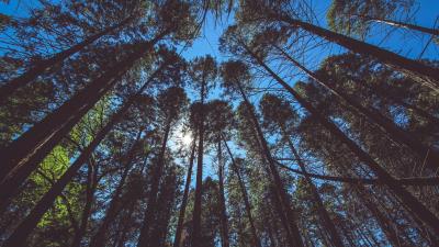 Trees view from below sky 4k wallpaper