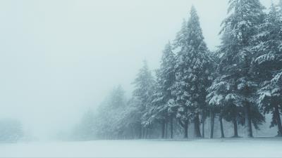 Trees winter fog 4k wallpaper