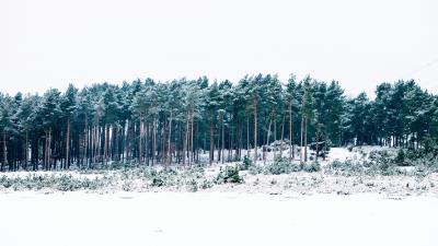 Trees winter forest 4k wallpaper