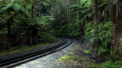 Tropical forest railway landscape 4k wallpaper
