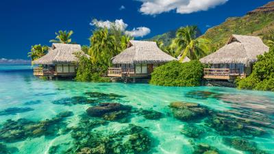 Tropics palm trees ocean vacation shore 4k wallpaper