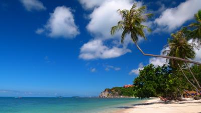 Tropics sea sand palm tree 4k wallpaper