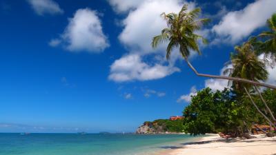 Tropics sea sand palm trees 4k wallpaper