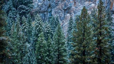 Usa california yosemite trees forest 4k wallpaper
