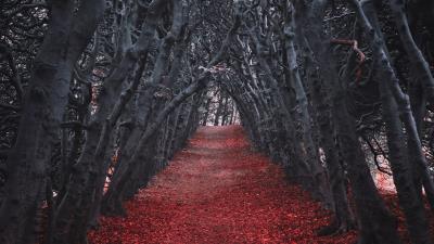 Walkway trees alley 4k wallpaper