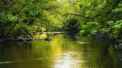 Water glare trees 4k wallpaper
