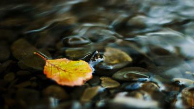 Water leaf yellow pebbles transparent strea 4k wallpaper