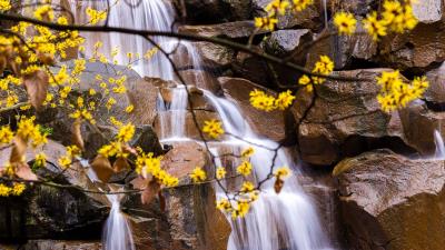 Waterfall branches leaves 4k wallpaper