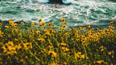 Waves flowers splash 4k wallpaper