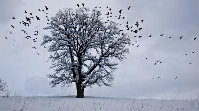 tree winter birds snow 4k wallpaper