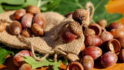 Acorns bag nuts 4k wallpaper