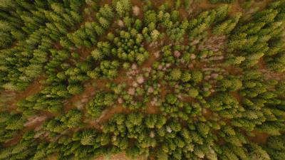 Aerial view trees forest 4k wallpaper