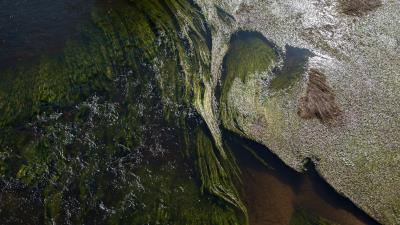 Algae water glare 4k wallpaper