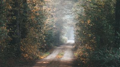Alley path trees image 4k wallpaper