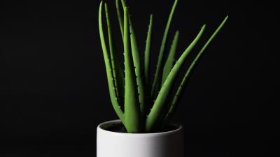 Aloe plant home plant 4k wallpaper