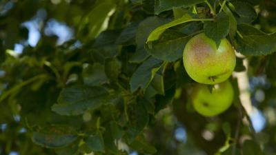 Apples fruit branches 4k wallpaper