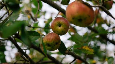 Apples fruit garden 4k wallpaper