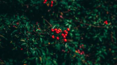 Ashberry tree berries blur 4k wallpaper