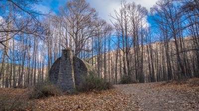 Asylum stones forest trees 4k wallpaper