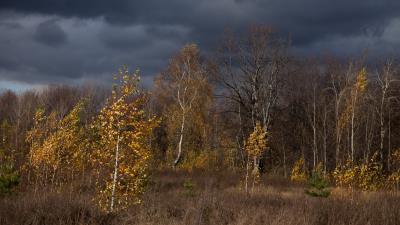 Autumn clouds trees nature 2 4k wallpaper