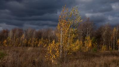 Autumn clouds trees nature 4k wallpaper